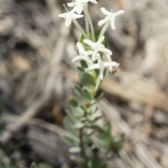 Pimelea linifolia at Michelago, NSW - 12 Nov 2017 12:52 PM