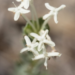 Pimelea linifolia at Michelago, NSW - 12 Nov 2017 12:52 PM