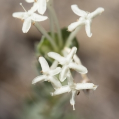 Pimelea linifolia at Michelago, NSW - 12 Nov 2017