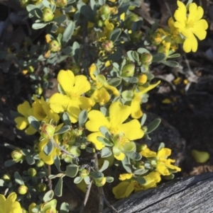 Hibbertia obtusifolia at Illilanga & Baroona - 9 Dec 2017 05:58 PM