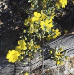 Hibbertia obtusifolia at Illilanga & Baroona - 9 Dec 2017 05:58 PM