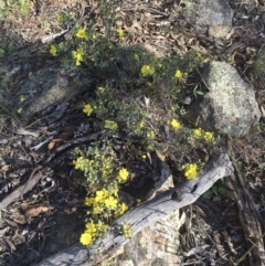 Hibbertia obtusifolia at Illilanga & Baroona - 9 Dec 2017 05:58 PM