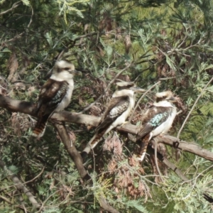 Dacelo novaeguineae at Coree, ACT - 24 Jul 2018 10:40 AM