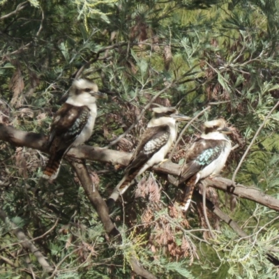 Dacelo novaeguineae (Laughing Kookaburra) at Coree, ACT - 24 Jul 2018 by KumikoCallaway