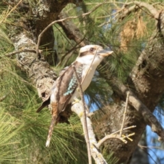 Dacelo novaeguineae at Coree, ACT - 24 Jul 2018 10:40 AM