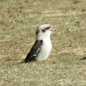 Dacelo novaeguineae at Coree, ACT - 24 Jul 2018 10:40 AM