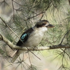 Dacelo novaeguineae at Coree, ACT - 24 Jul 2018 10:40 AM