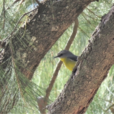 Eopsaltria australis (Eastern Yellow Robin) at Coree, ACT - 24 Jul 2018 by KumikoCallaway