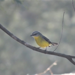 Eopsaltria australis at Coree, ACT - 24 Jul 2018