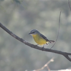 Eopsaltria australis at Coree, ACT - 24 Jul 2018 11:21 AM