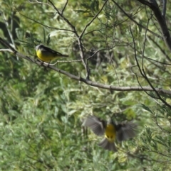 Eopsaltria australis at Coree, ACT - 24 Jul 2018