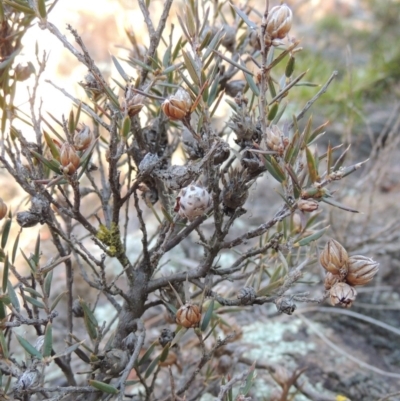 Lissanthe strigosa subsp. subulata (Peach Heath) at Greenway, ACT - 17 Jul 2018 by michaelb