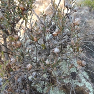 Lissanthe strigosa subsp. subulata at Greenway, ACT - 17 Jul 2018