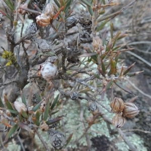 Lissanthe strigosa subsp. subulata at Greenway, ACT - 17 Jul 2018