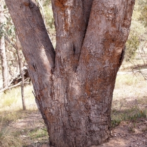 Xylodon australis at Belconnen, ACT - 12 Mar 2018