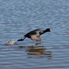 Fulica atra (Eurasian Coot) at Fyshwick, ACT - 21 Jul 2018 by MatthewFrawley