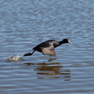 Fulica atra at Fyshwick, ACT - 21 Jul 2018