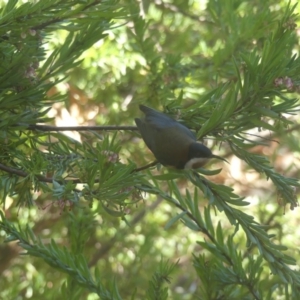 Acanthorhynchus tenuirostris at Hackett, ACT - 22 Jul 2018