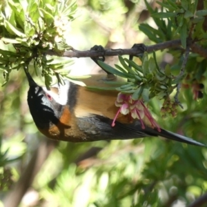 Acanthorhynchus tenuirostris at Hackett, ACT - 22 Jul 2018