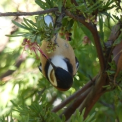 Acanthorhynchus tenuirostris at Hackett, ACT - 22 Jul 2018