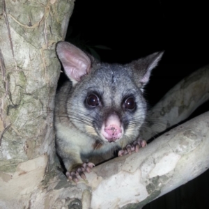 Trichosurus vulpecula at Kambah, ACT - 25 Jul 2018 07:14 PM