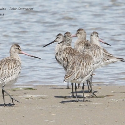 Limnodromus semipalmatus (Asian Dowitcher) at Comerong Island, NSW - 2 Dec 2013 by CharlesDove