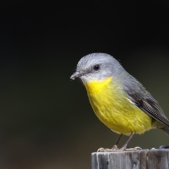 Eopsaltria australis (Eastern Yellow Robin) at Tanja, NSW - 25 Jul 2018 by Leo