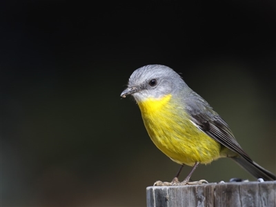 Eopsaltria australis (Eastern Yellow Robin) at Tanja, NSW - 25 Jul 2018 by Leo