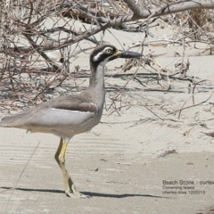 Esacus magnirostris (Beach Stone-curlew) at Comerong Island, NSW - 1 Dec 2013 by Charles Dove