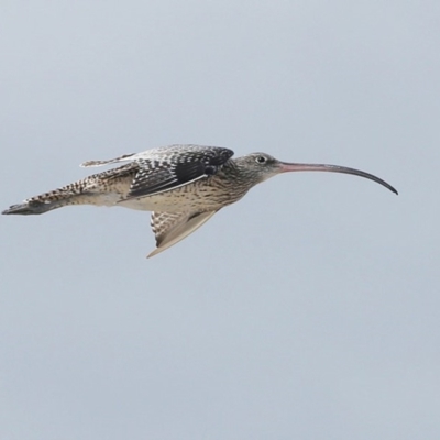 Numenius madagascariensis (Eastern Curlew) at Comerong Island, NSW - 2 Dec 2013 by CharlesDove