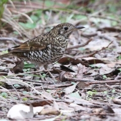 Zoothera lunulata (Bassian Thrush) at Ulladulla, NSW - 27 Jun 2014 by CharlesDove