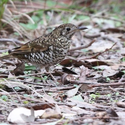 Zoothera lunulata (Bassian Thrush) at Coomee Nulunga Cultural Walking Track - 26 Jun 2014 by Charles Dove