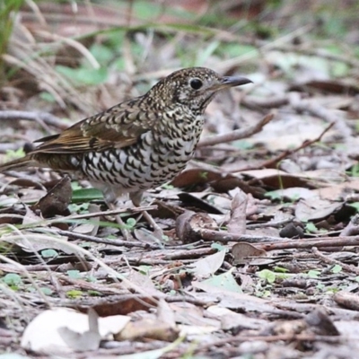 Zoothera lunulata (Bassian Thrush) at Ulladulla, NSW - 27 Jun 2014 by Charles Dove