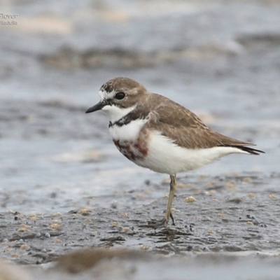 Anarhynchus bicinctus (Double-banded Plover) at South Pacific Heathland Reserve - 22 Jun 2014 by Charles Dove