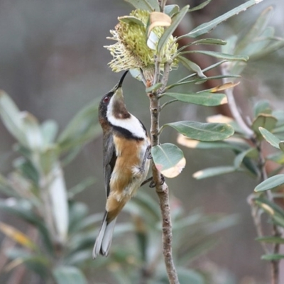 Acanthorhynchus tenuirostris (Eastern Spinebill) at Ulladulla, NSW - 26 Jun 2014 by Charles Dove