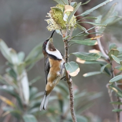 Acanthorhynchus tenuirostris (Eastern Spinebill) at Coomee Nulunga Cultural Walking Track - 26 Jun 2014 by Charles Dove