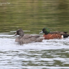 Stictonetta naevosa (Freckled Duck) at Burrill Lake, NSW - 25 Jun 2014 by Charles Dove