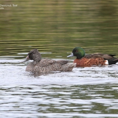 Stictonetta naevosa (Freckled Duck) at Wairo Beach and Dolphin Point - 25 Jun 2014 by Charles Dove