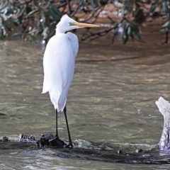 Ardea alba (Great Egret) at Narrawallee Bushcare - 28 Jun 2014 by Charles Dove