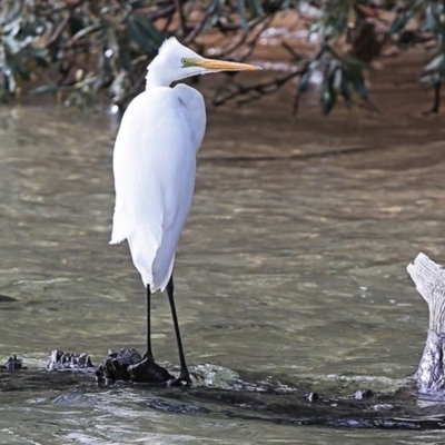 Ardea alba (Great Egret) at Narrawallee Bushcare - 28 Jun 2014 by Charles Dove