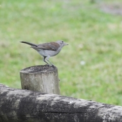 Colluricincla harmonica (Grey Shrikethrush) at Wairo Beach and Dolphin Point - 26 Jun 2014 by Charles Dove