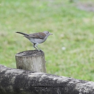Colluricincla harmonica at Burrill Lake, NSW - 27 Jun 2014 12:00 AM