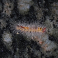 Orgyia anartoides at Wamboin, NSW - 22 Apr 2018 08:33 AM