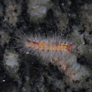 Orgyia anartoides at Wamboin, NSW - 22 Apr 2018