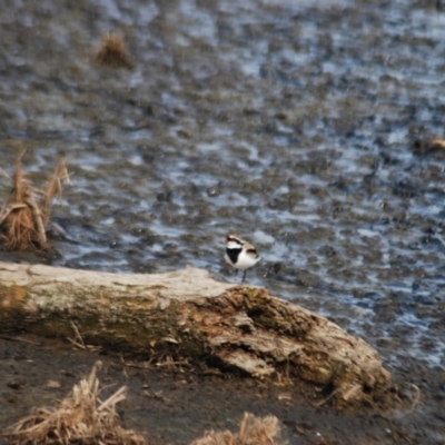 Charadrius melanops (Black-fronted Dotterel) at Fyshwick, ACT - 25 Apr 2018 by natureguy