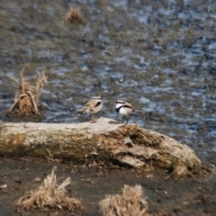 Charadrius melanops at Fyshwick, ACT - 25 Apr 2018