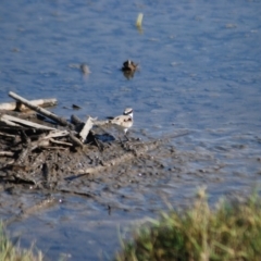 Charadrius melanops (Black-fronted Dotterel) at Fyshwick, ACT - 25 Apr 2018 by natureguy