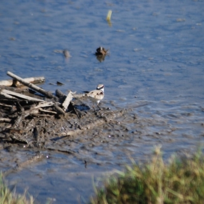 Charadrius melanops (Black-fronted Dotterel) at Fyshwick, ACT - 25 Apr 2018 by natureguy