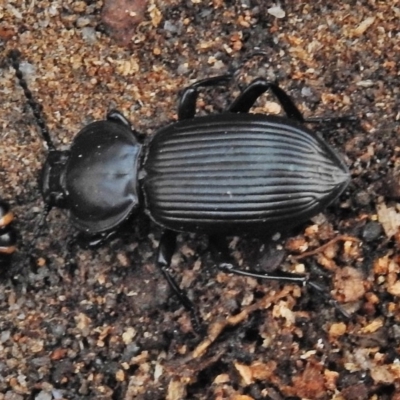 Cardiothorax monarensis (Darkling beetle) at Namadgi National Park - 25 Jul 2018 by JohnBundock