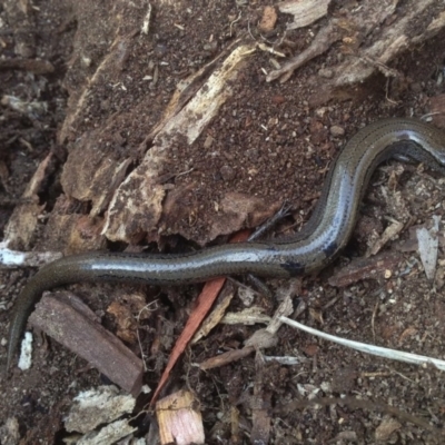 Hemiergis talbingoensis (Three-toed Skink) at Aranda, ACT - 26 Jul 2018 by KMcCue